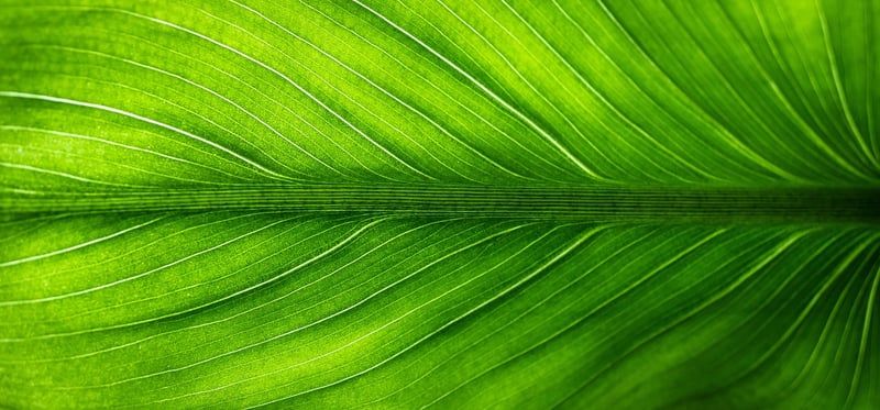 Eco-friendly Merchandise